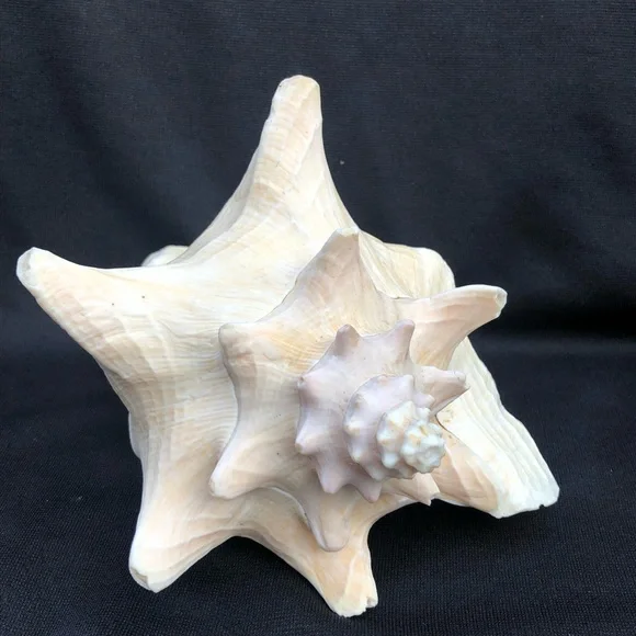 Queen Conch Seashell Strombus Gigas Decoration Large 8” x 6 1/2”” - Picture 5 of 10